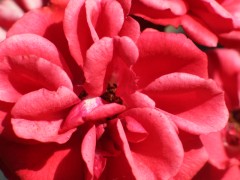 125_2511.jpg