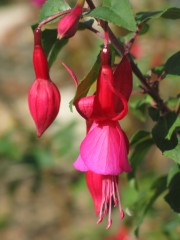 Fleur