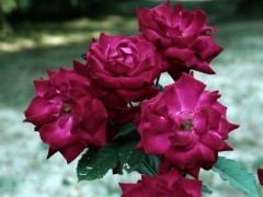 img_2113_1.jpg