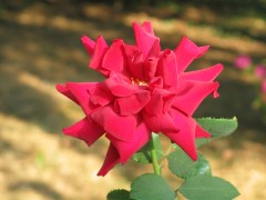 img_2116.jpg