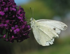 img_1599.jpg