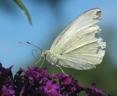 img_1601.jpg