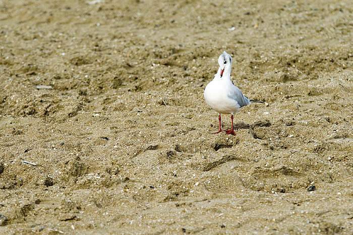 _DSC0044.jpg