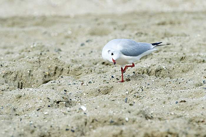 _DSC0050.jpg