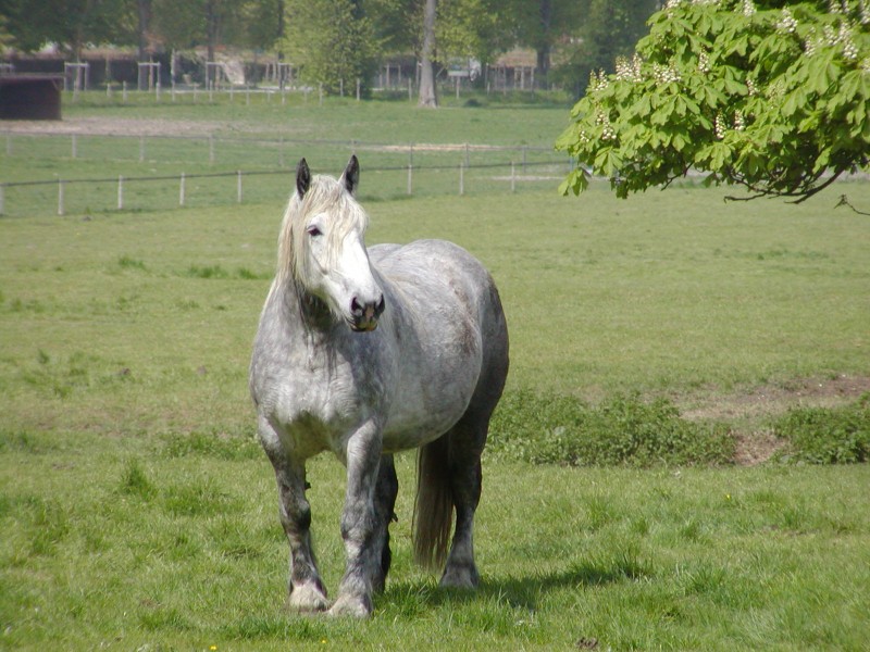 cheval_blanc.jpg