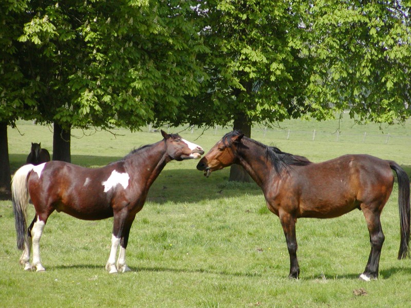 couple_cheval6.jpg