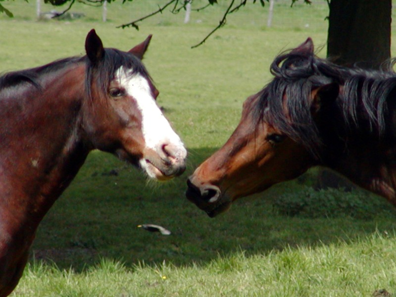 couple_cheval7.jpg