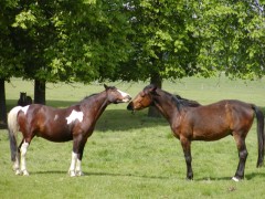 couple_cheval6.jpg