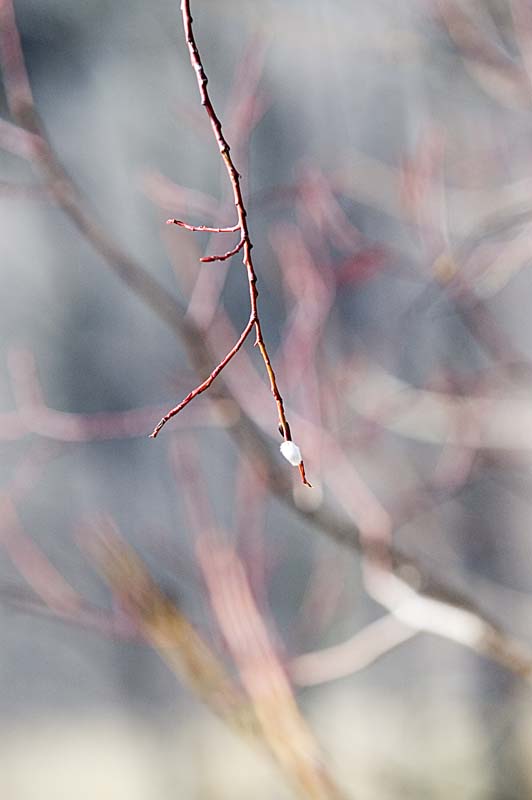_DSC0051.jpg