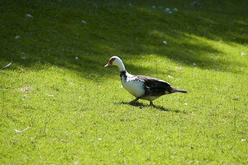 _DSC0160.jpg