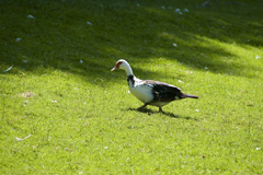 _DSC0160.jpg