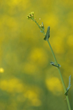 DSCF0687